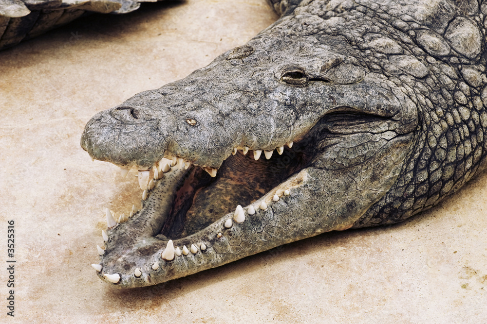 Obraz premium crocodile