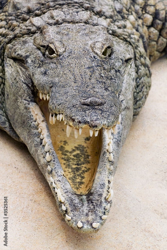 Obraz premium crocodile