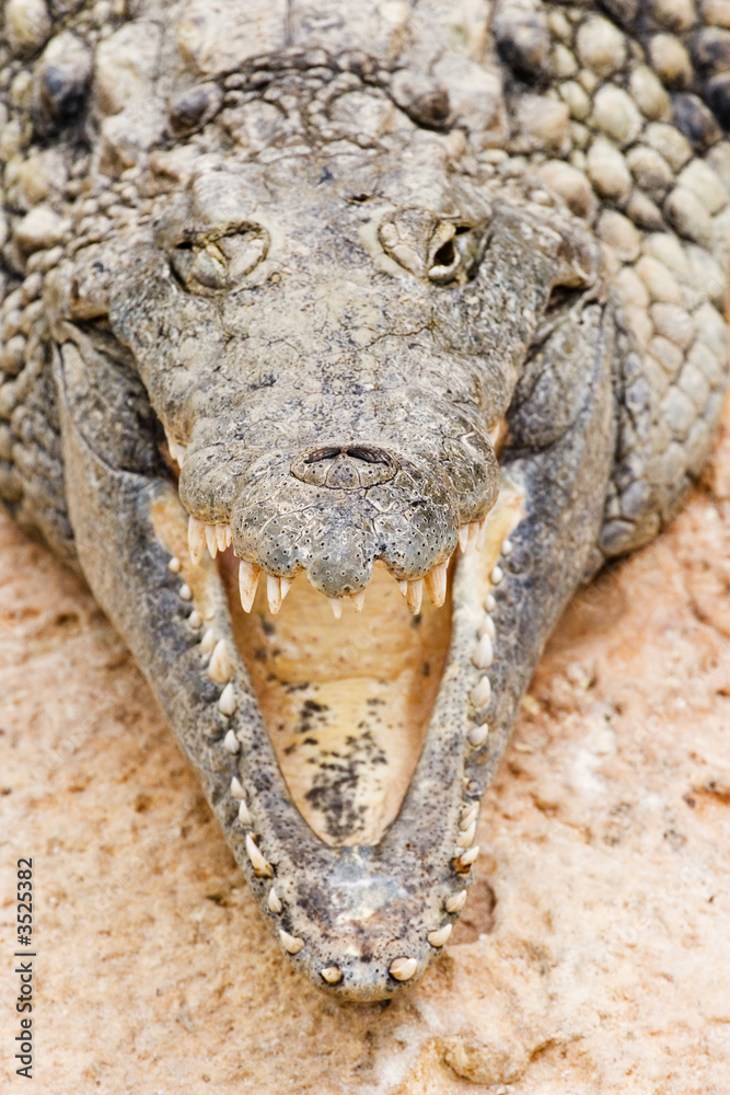 Obraz premium crocodile