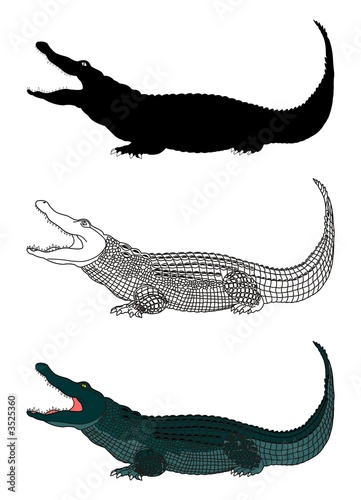 crocodile