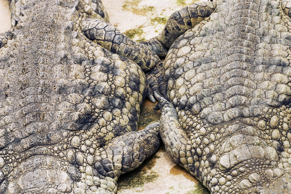 Fototapeta premium crocodiles