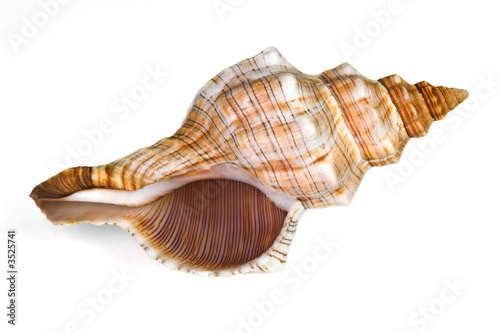 close-up of sea shell isolated on white - image01.