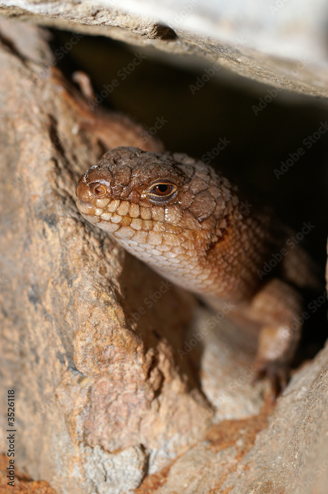 Naklejka premium gidgee skink