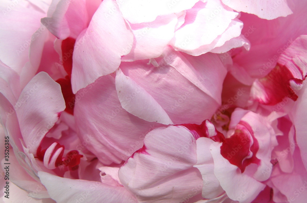 peony background peony background