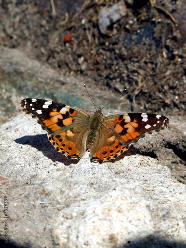 butterfly on the rock