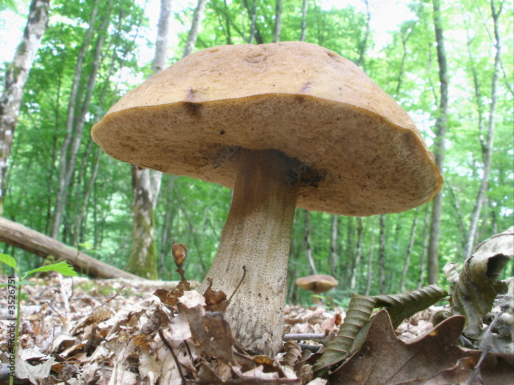 Fototapeta premium champignon