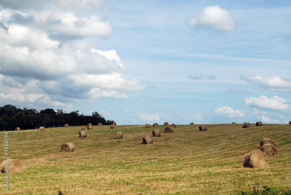 Champ de saison