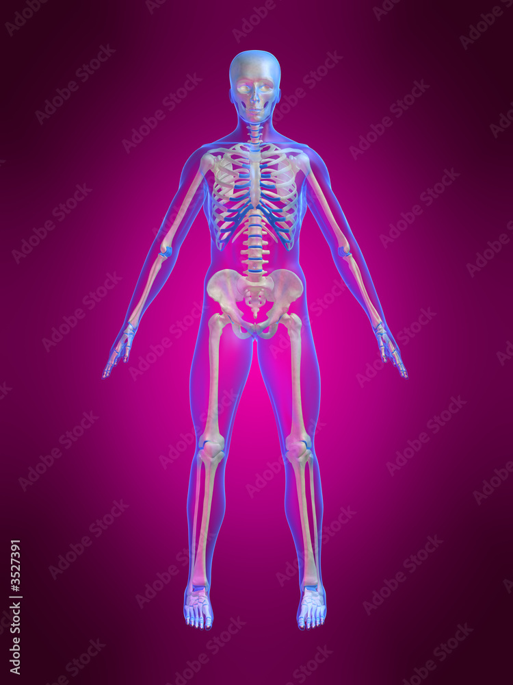 anatomie eines skeletts