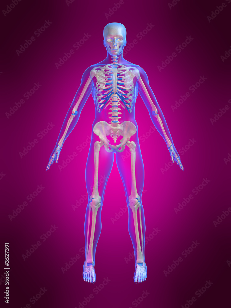 anatomie eines skeletts anatomie eines skeletts