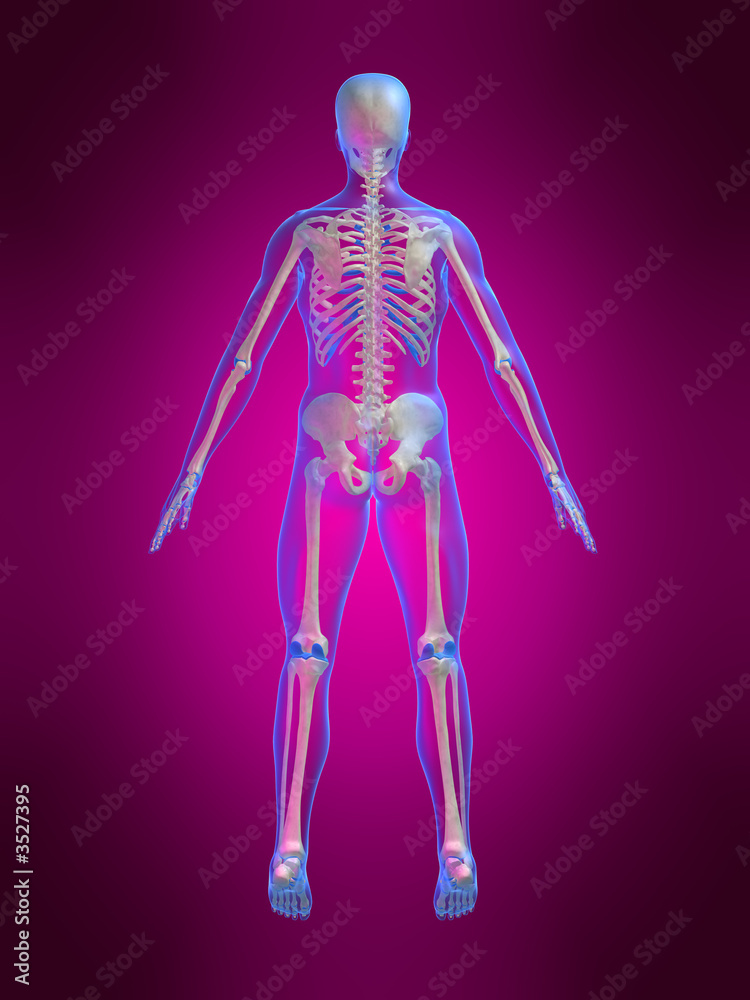 anatomie eines skeletts anatomie eines skeletts