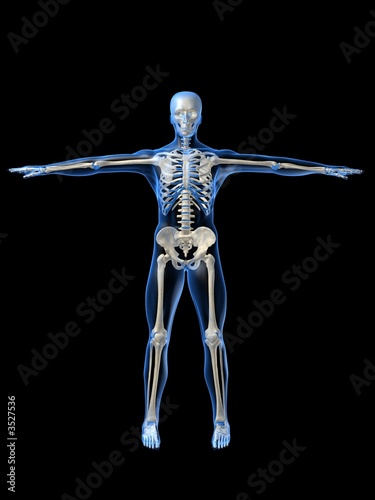 skelett illustration © Sebastian Kaulitzki