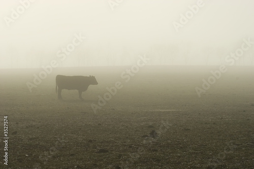 foggy bovine 01 © Undy