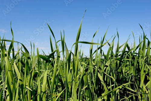 grass   blue sky