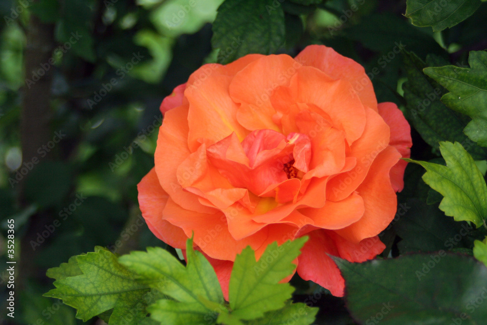rose rose