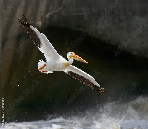 pelican in flight