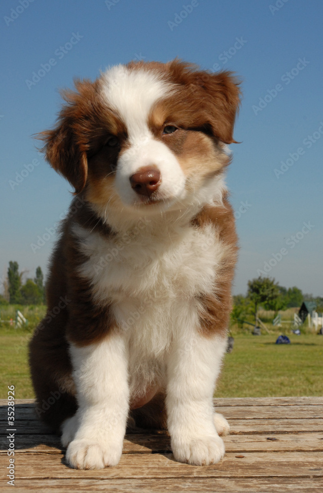 Bebe Berger Australien Stock Photo Adobe Stock Bebe Berger Australien Stock Photo Adobe Stock