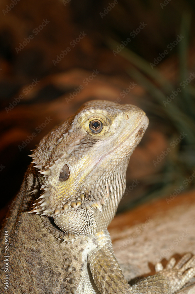 Fototapeta premium inland bearded dragon