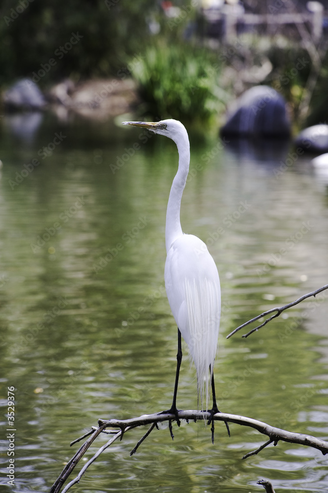 Naklejka premium Great Egret