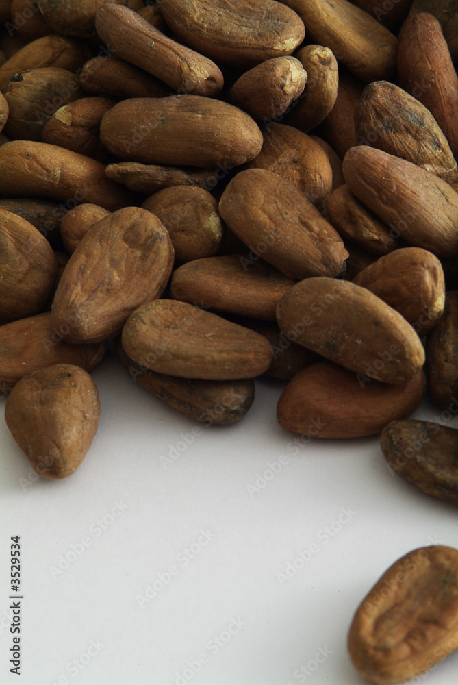 isolated cocoa beans isolated cocoa beans