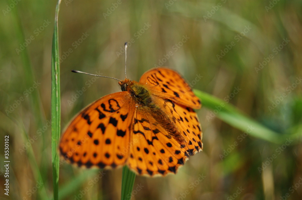 Obraz premium aile couleur