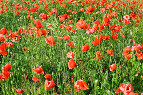 The red poppies.