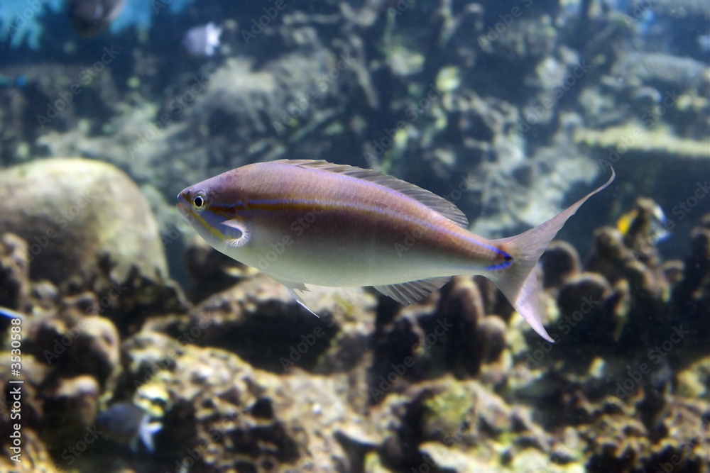 whiptail whiptail
