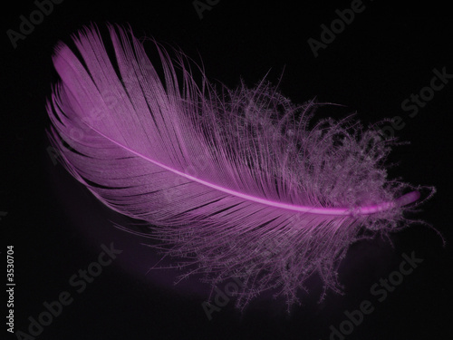 feather