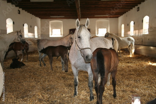 fohlenstallung photo