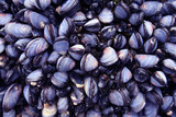 blue mussels