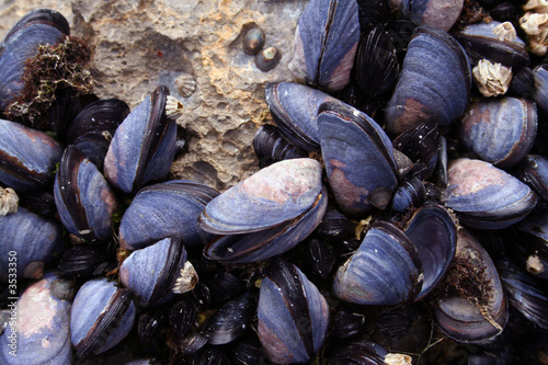 closeup of blue mussels