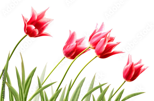 Fototapeta Naklejka Na Ścianę i Meble -  Rows of red tulip on white