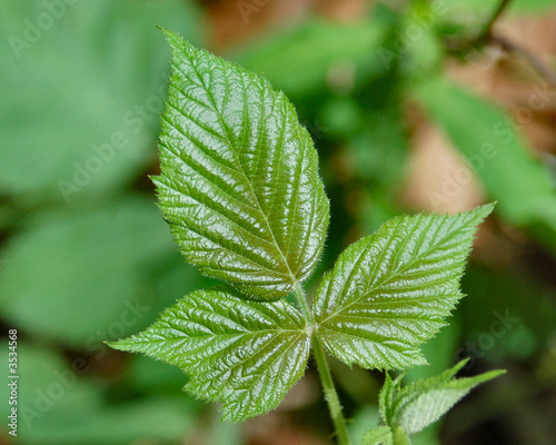 Foto poison ivy