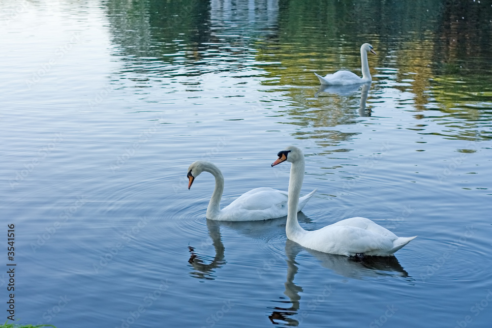 Fototapeta premium romantic love swans couple in a lake