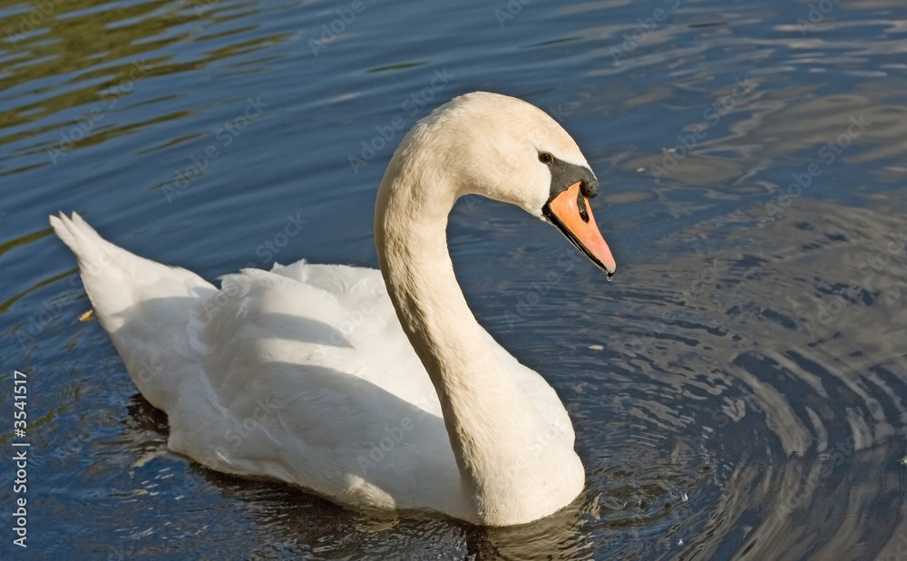 beautiful love symbol swan in water with waves beautiful love symbol swan in water with waves