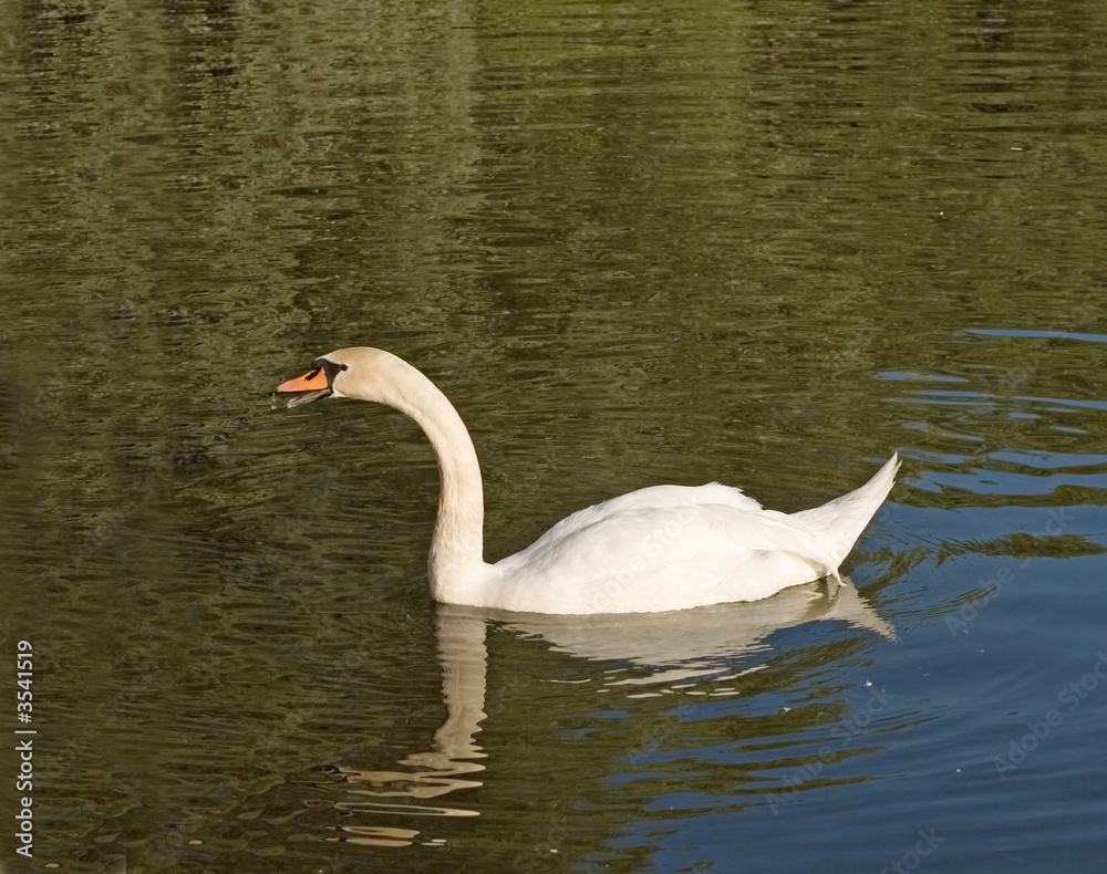 beautiful love symbol swan in water with waves beautiful love symbol swan in water with waves