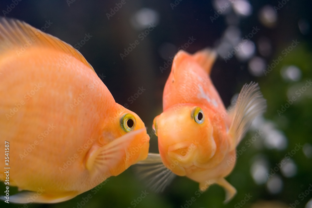 gold fish smile close-up humor face seeing her reflection