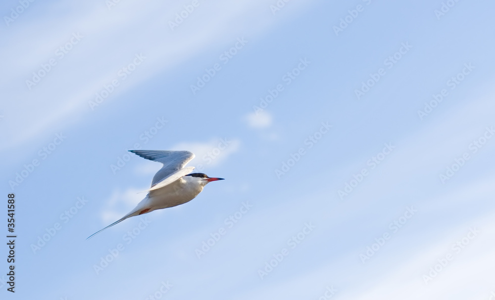 soaring seagull bird flies  bright blue sky getting higher 
