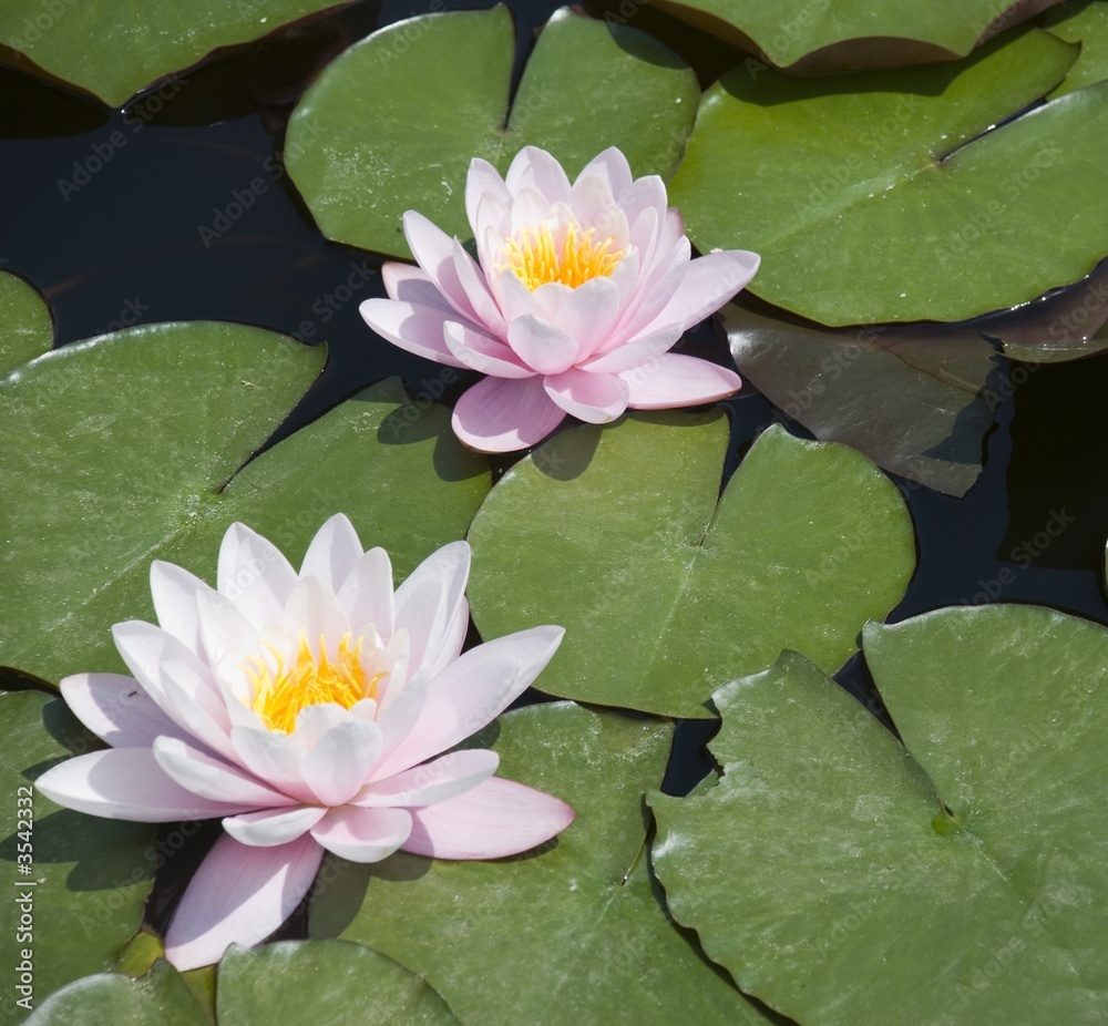 Two lilies with accent on average on wood lake Two lilies with accent on average on wood lake