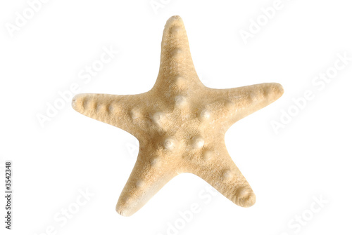 starfish, underwater object, over white, isolated