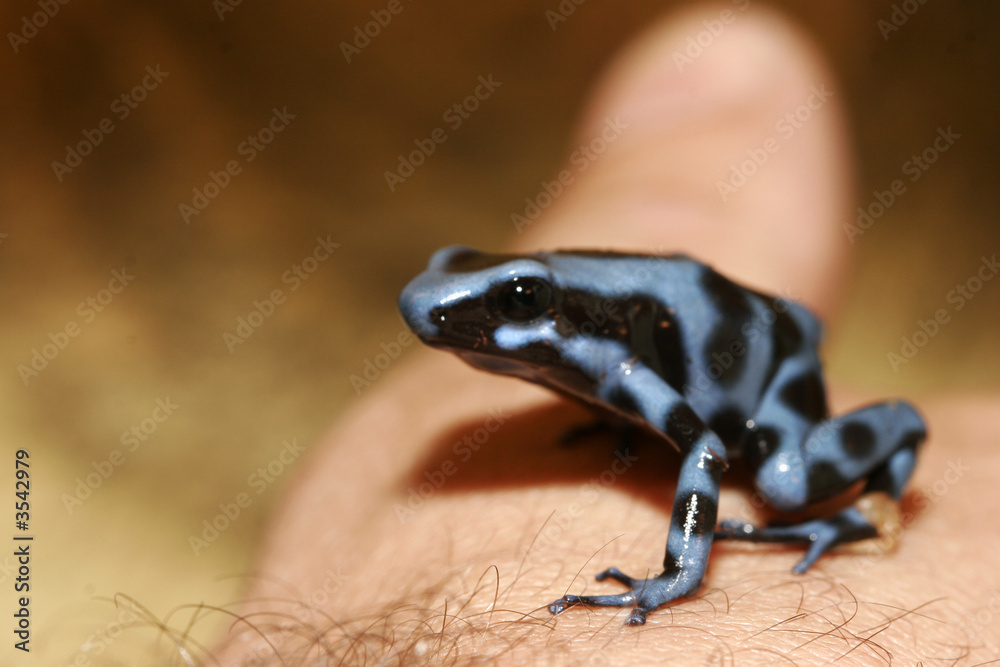 Obraz premium black and blue frog