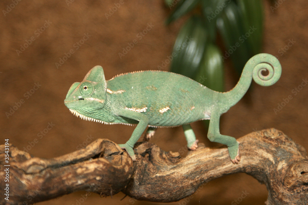 chameleon chameleon