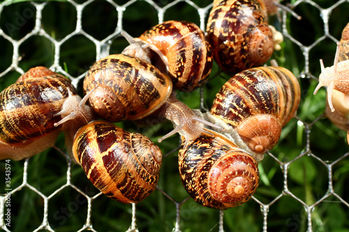 escargots photo