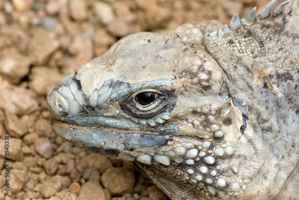 Fototapeta premium green iguana sitting in the sand