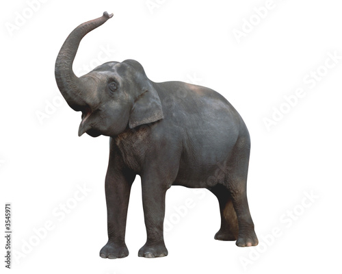 elephant  outlined