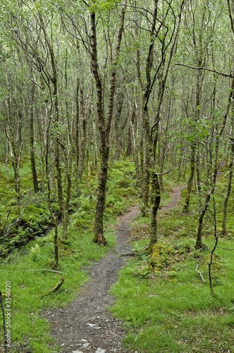 Forest path