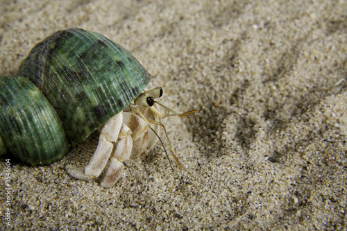 Fotografie, Tablou A land hermit crab (coenobita rugosus)