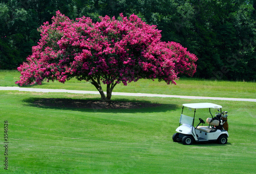 Cart Myrtle