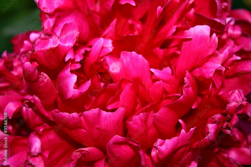 Gentle red flower with large petals Gentle red flower with large petals