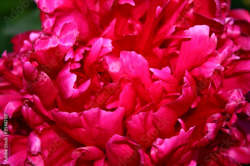 Gentle red flower with large petals