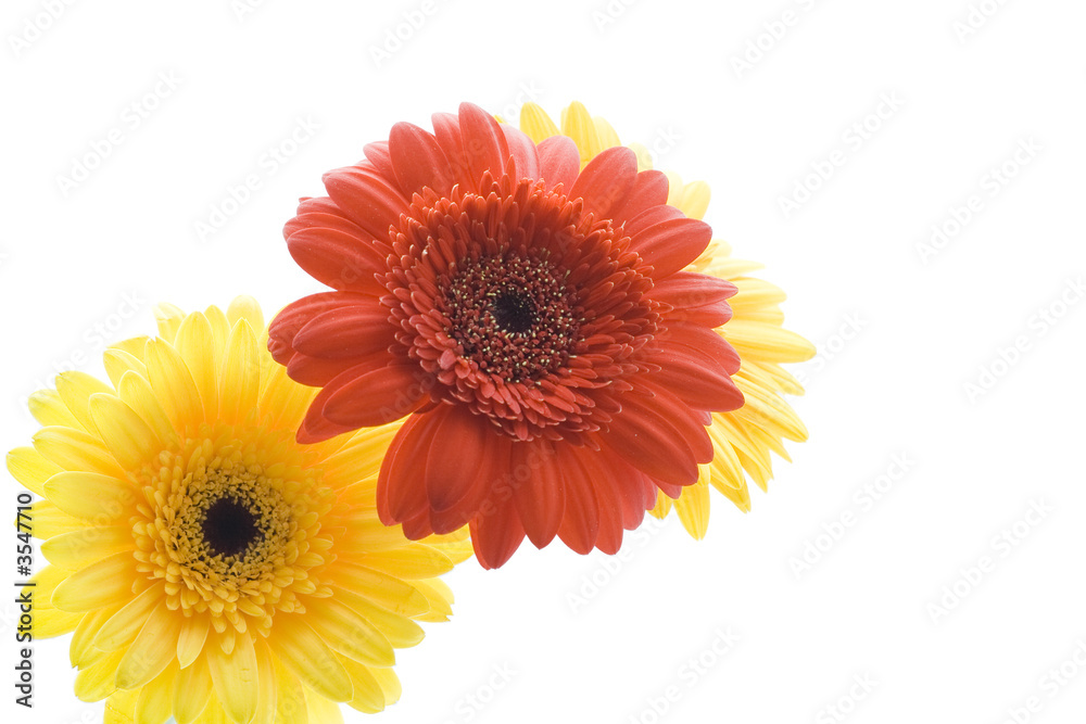 Three daisy